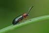 Oulema sp.